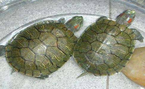 The difference between peeling and rotten skin of tortoise