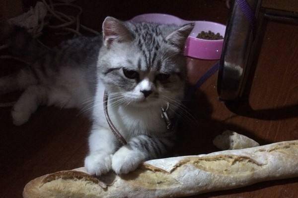 Can cats eat bread