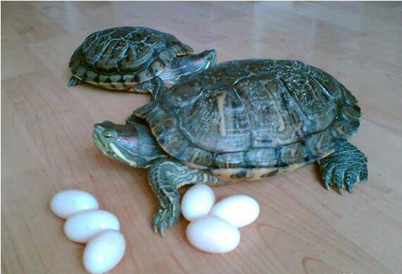 How to hatch turtle eggs