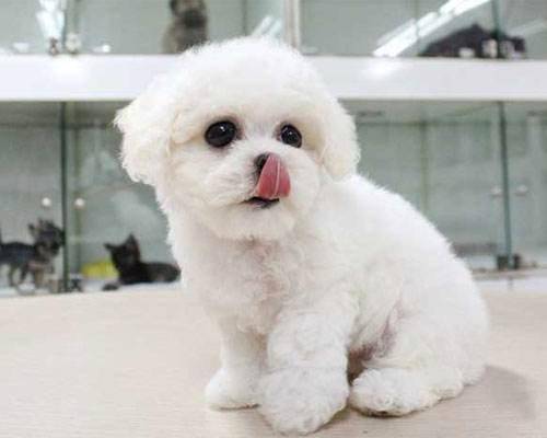 Does the Bichon Frise shed a lot of hair?