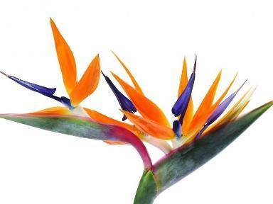 Are birds of Paradise suitable for raising at home