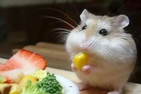 What do hamsters eat