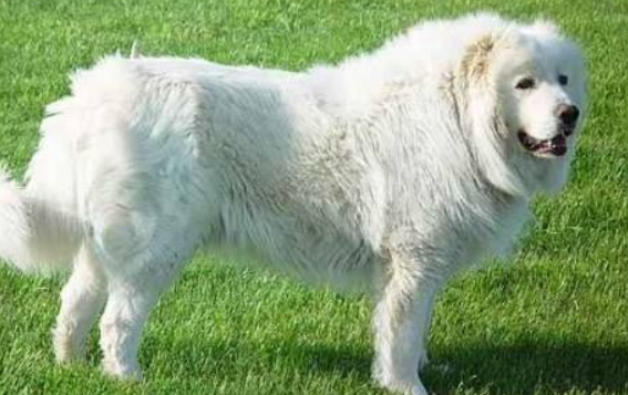 How long does it take for a Great Pyrenees to set
