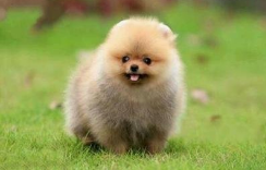 What should Pomeranian dermatosis notice