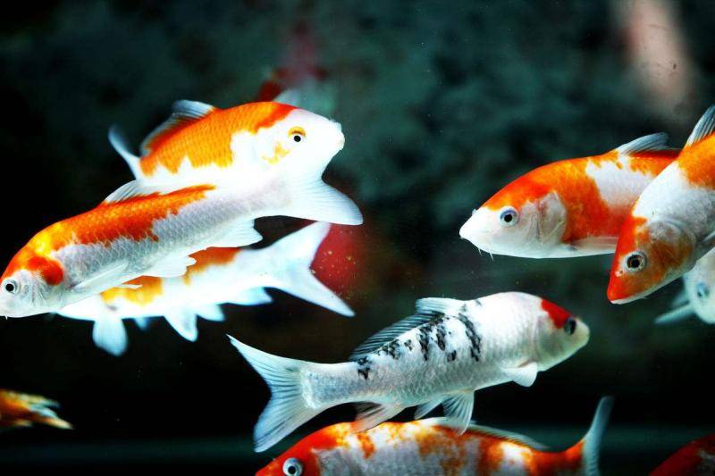 How to raise ornamental fish