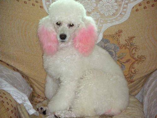 How does the skin disease of poodle do