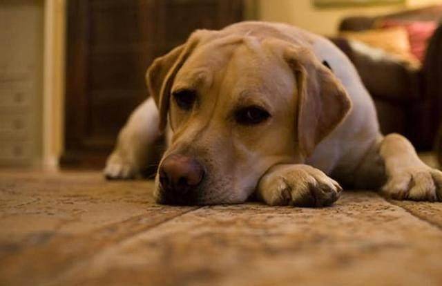 What to do if your puppy won't eat dog food