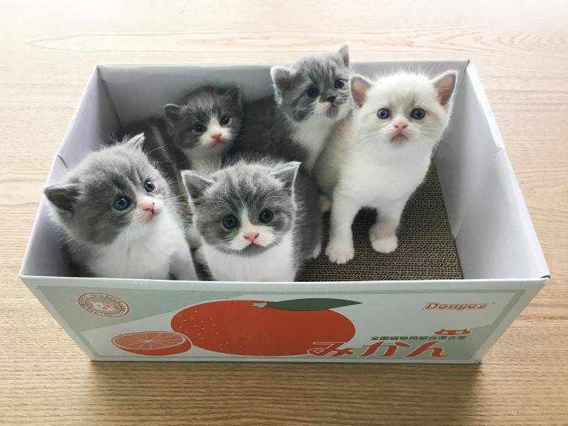 What do one-month old kittens eat