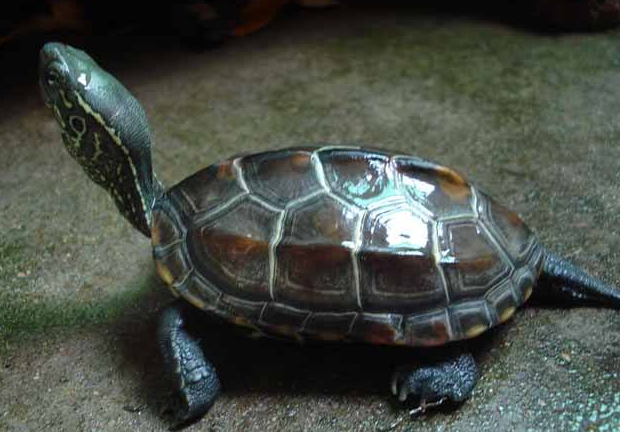 What do Chinese grass turtles eat