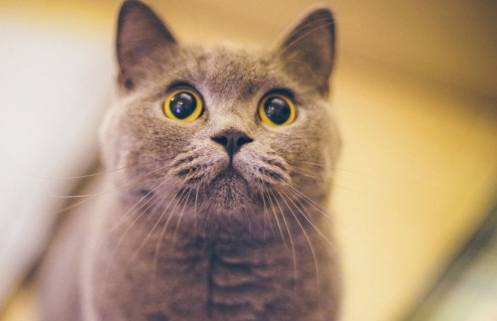 What cat food is good for British Shorthair cats