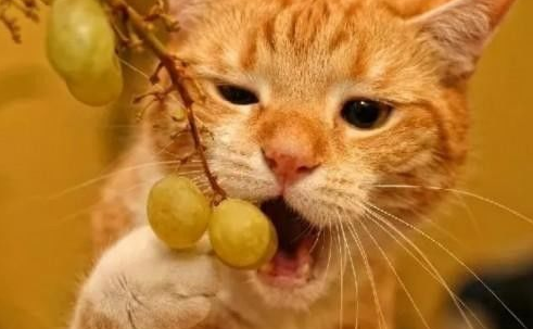 Can cats eat fruit?