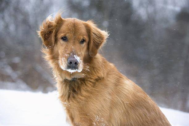 What do golden retrievers feed