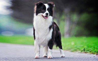How is the strength of the Border Collie