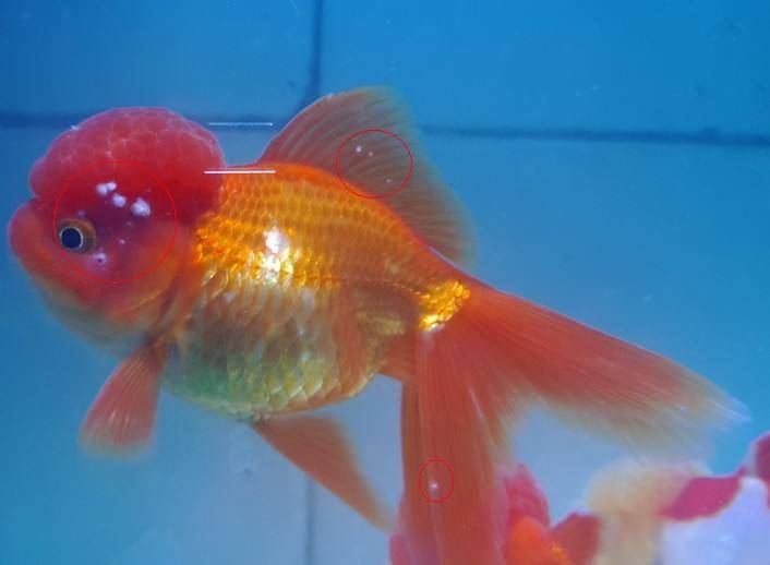 Goldfish have white spots on their tails