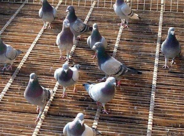 Pigeon feeding method