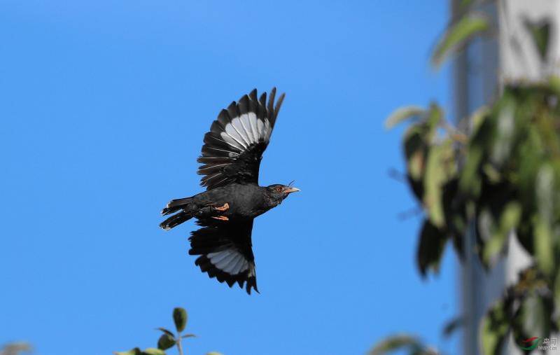 How can starlings talk