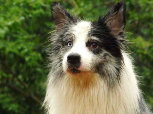 Can Border Collies eat rice?