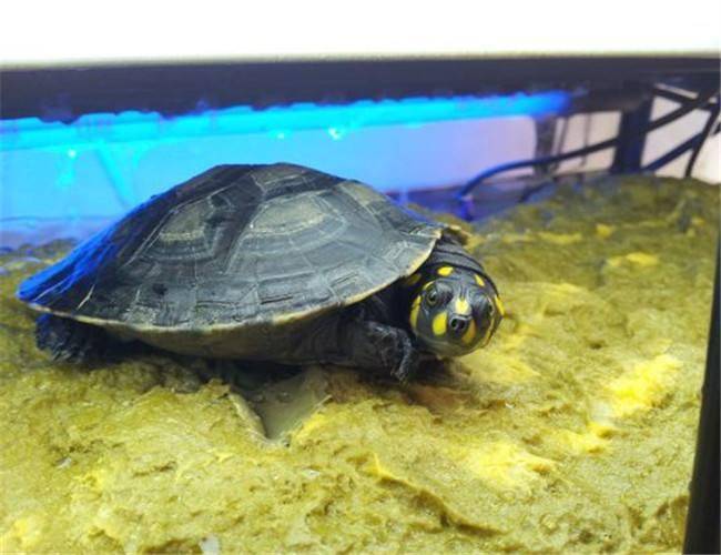 How to raise yellow head turtle