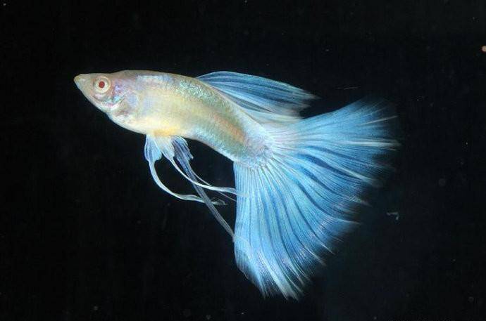 Is it good to keep peacock fish?