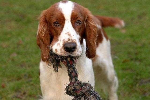 Does the Spaniel lose a lot of hair?