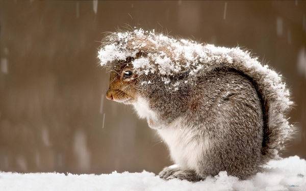 The habits of squirrels