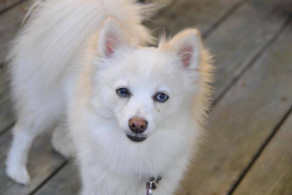 The difference between a Pomeranian and a teacup