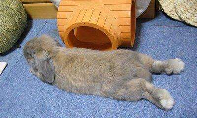 Does the rabbit sleep and close its eyes