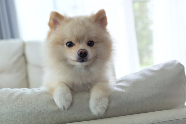 How to do when Pomeranian has diarrhea with blood