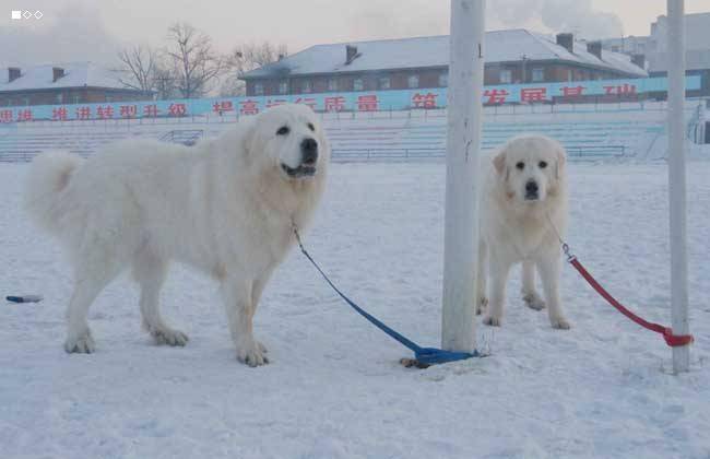 Can the great Pyrenees eat chicken skeletons