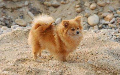 What's with the Pomeranian shiver