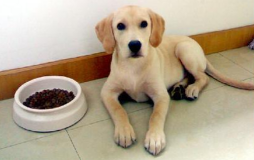 What food does labrador grow period eat