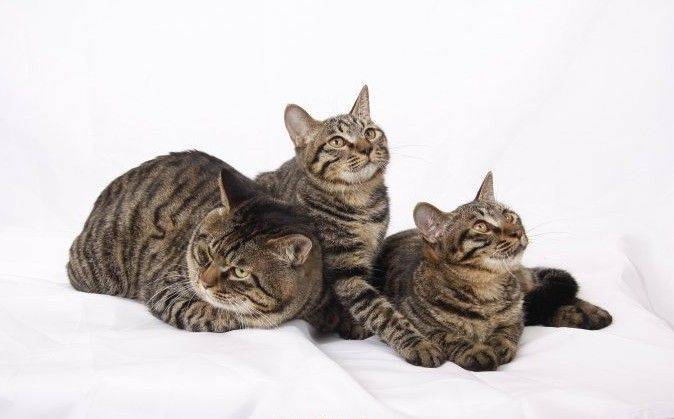 Picture of pet cat breeds