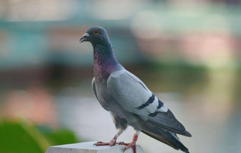 What do pigeons eat? They lay eggs quickly