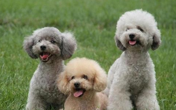 What kind of dog food is good for poodles