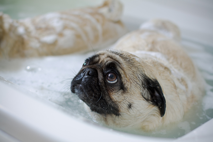 pug-dog-grooming.jpg