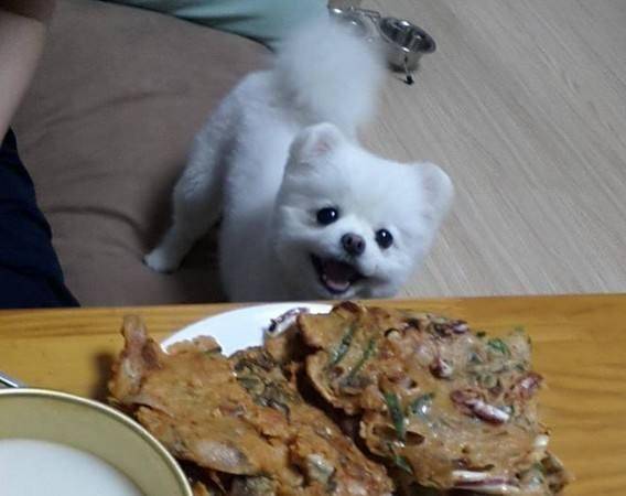 What food is good for Pomeranians