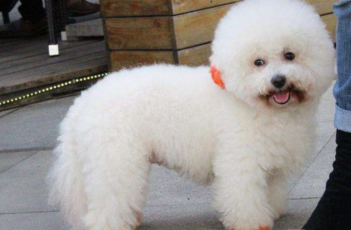 What about poodles with soft fur