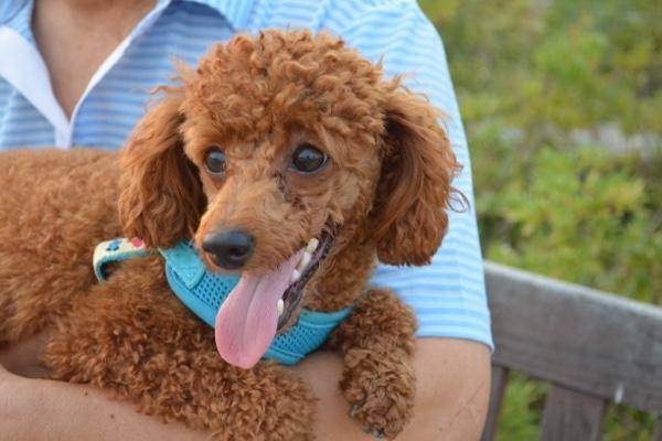 Poodles have worms in their stomachs