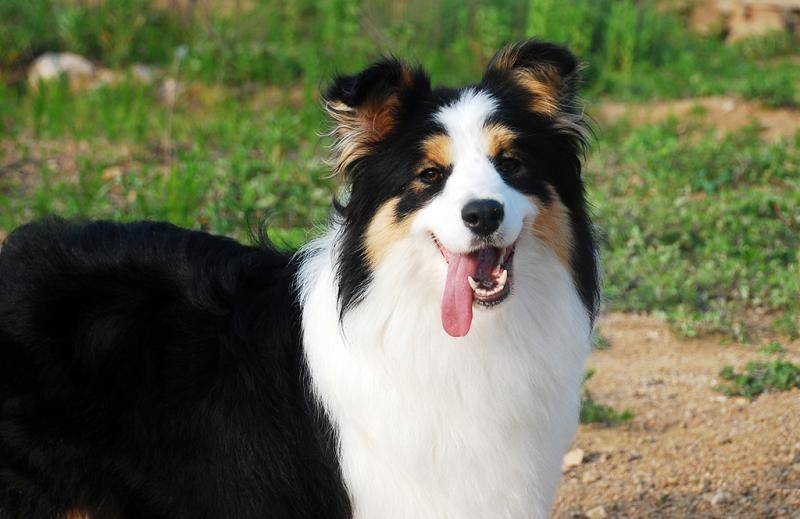 Common Diseases of Border Collies