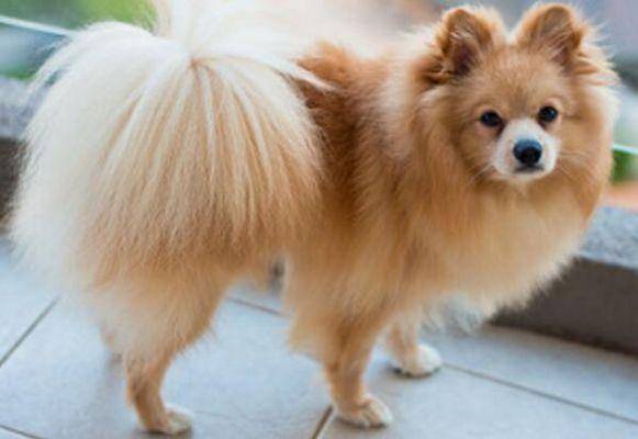 Benefits of dry dog food for Pomeranian dogs