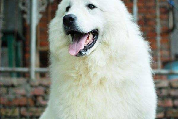 Great Pyrenees and lions who are powerful