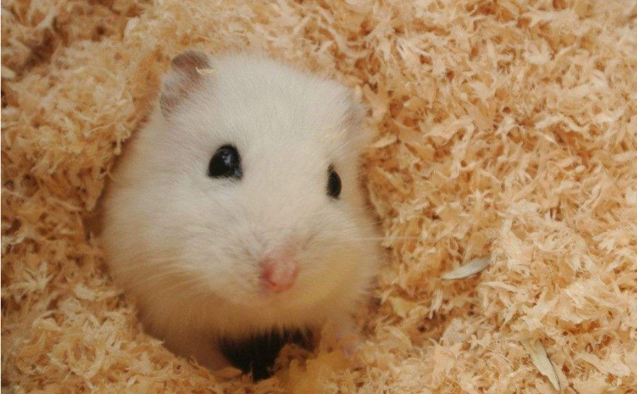 Hamster sawdust changes every few days