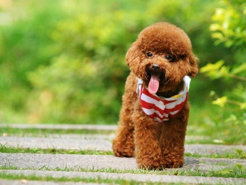 Poodles have white fur on their chest, okay