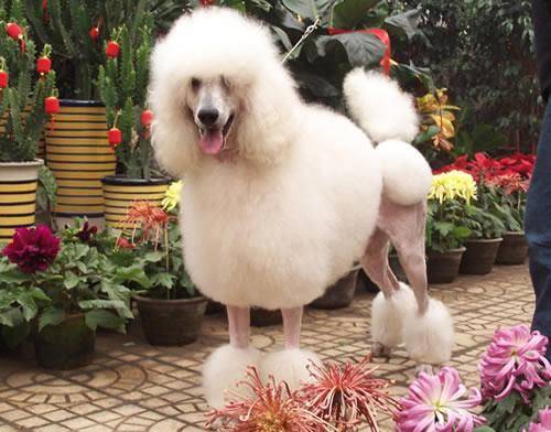 Do poodles get hot when they often eat dog food