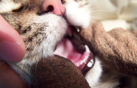 How does cat oral cavity ulcer do