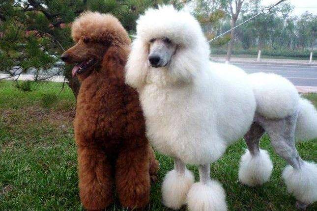 What are some dogs that are similar to poodles