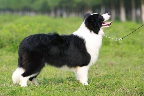 Border collies love to be clean or not