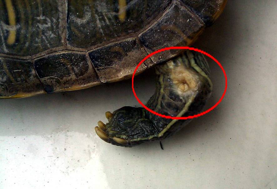 How to cure turtle rotten skin