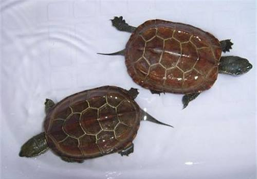 What do Chinese grass turtles eat