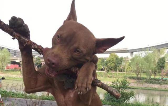 Can dogs eat sweet potatoes?